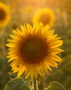 Sunflower in Tuscany. Royalty Free Stock Photo
