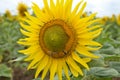 Sunflower with two bees Royalty Free Stock Photo