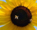 Sunflower with two bees. Natural summer background Royalty Free Stock Photo