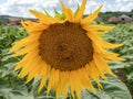 Sunflower and two bees on it - in Romania Royalty Free Stock Photo