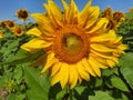 Sunflower with two bees Royalty Free Stock Photo