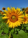 Sunflower with two bees Royalty Free Stock Photo