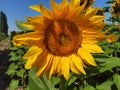 Sunflower with two bees Royalty Free Stock Photo