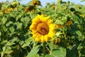 Sunflower with two bumblbees on the sunny field