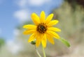 Sunflower under a bright blue sky. Royalty Free Stock Photo
