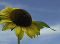 Sunflower Under A Sunny Blue Sky Royalty Free Stock Photo