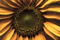 Sunflower up close