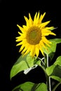 Sunflower upper part on black