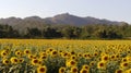 Bright Sunflower field valley Royalty Free Stock Photo