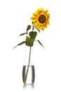 Sunflower in vase Royalty Free Stock Photo