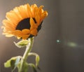 Photo of sunflower in a vase on dark background.  yellow bright wild flower. colorful summer wallpaper. macro nature image Royalty Free Stock Photo