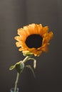 Photo of sunflower in a vase on dark background.  yellow bright wild flower. colorful summer wallpaper. macro nature image Royalty Free Stock Photo