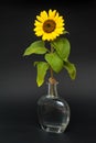 Sunflower in vase of water. Royalty Free Stock Photo