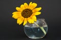 Sunflower in vase of water. Royalty Free Stock Photo