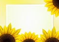 Sunflower vector background with frame