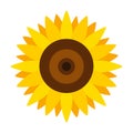 Sunflower vector icon.Cartoon vector icon isolated on white background sunflower.