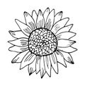 Sunflower vector illustration. Hand drawing black and white floral doodles. Modern botanical art for cards, invitations and Royalty Free Stock Photo