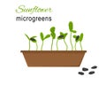Sunflower vector microgreens grow in a pot
