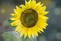 Sunflower Vector realistic. Beautiful growing east seeds. Bokeh backgrounds