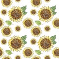 Sunflower vector seamless pattern with green leaves, imitating ink and watercolor on white background. Hand-drawn flower heads. Royalty Free Stock Photo