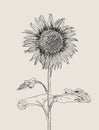 Sunflower. Vector set of hand drawn sunflowers and leaves , vintage style. Royalty Free Stock Photo