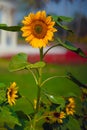 Sunflower vertical wallpapers and blooming background