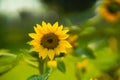 Sunflower vertical wallpapers and blooming background