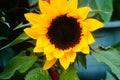 Sunflower, very beautiful flowers