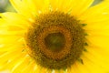 Sunflower view in blooming on a meadow in the light of the setting sun. Beautiful sunflower flower on farm field in summer day. Royalty Free Stock Photo