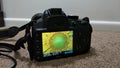 Sunflower in Viewfinder of Nikon Camera Royalty Free Stock Photo