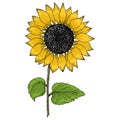 Sunflower vintage illustration. Sunflower isolated . Vector illustration