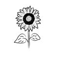 Sunflower Vintage Line Drawing Vector Doodle