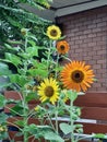 sunflower at the wall