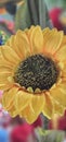 Sunflower wallpaper Taken by me on 31st December 23 from a fair