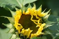 Sunflower in an Irish field blooming during the summer