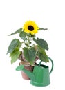 Sunflower and water can Royalty Free Stock Photo