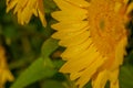 Sunflower with water drops, green leaves in sunshine Royalty Free Stock Photo