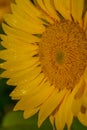 Sunflower with water drops, green leaves in sunshine Royalty Free Stock Photo