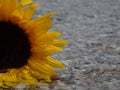 Sunflower in the water Royalty Free Stock Photo