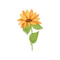 Sunflower. Watercolor Flowers. Sunflower illustration is hand drawn.