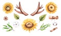 Sunflower watercolor set, cotton, antlers in vintage style on a white background Royalty Free Stock Photo