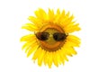 Sunflower wearing black sunglasses on white background Royalty Free Stock Photo