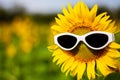 Sunflower wearing sunglasses, Concept of the summer funny background.Soft Focus