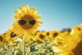 Sunflower wearing sunglasses with smile face on vintage tone for summer festival concept Royalty Free Stock Photo