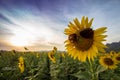 Sunflower wearing sunglasses during sunset Royalty Free Stock Photo
