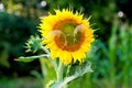 Sunflower wearing yellow sunglasses. Summer funny background. Beautiful sunflower on a sunny day with a green natural Royalty Free Stock Photo