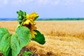 Sunflower in the wheat field Royalty Free Stock Photo