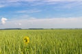 Sunflower in a wheat field Royalty Free Stock Photo