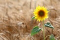 Sunflower in wheat field Royalty Free Stock Photo