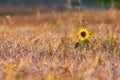 Sunflower in wheat field Royalty Free Stock Photo